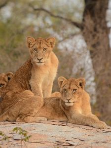 Preview wallpaper lionesses, lioness, big cat, predator