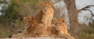 Preview wallpaper lionesses, lioness, big cat, predator