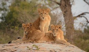 Preview wallpaper lionesses, lioness, big cat, predator