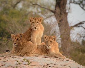 Preview wallpaper lionesses, lioness, big cat, predator