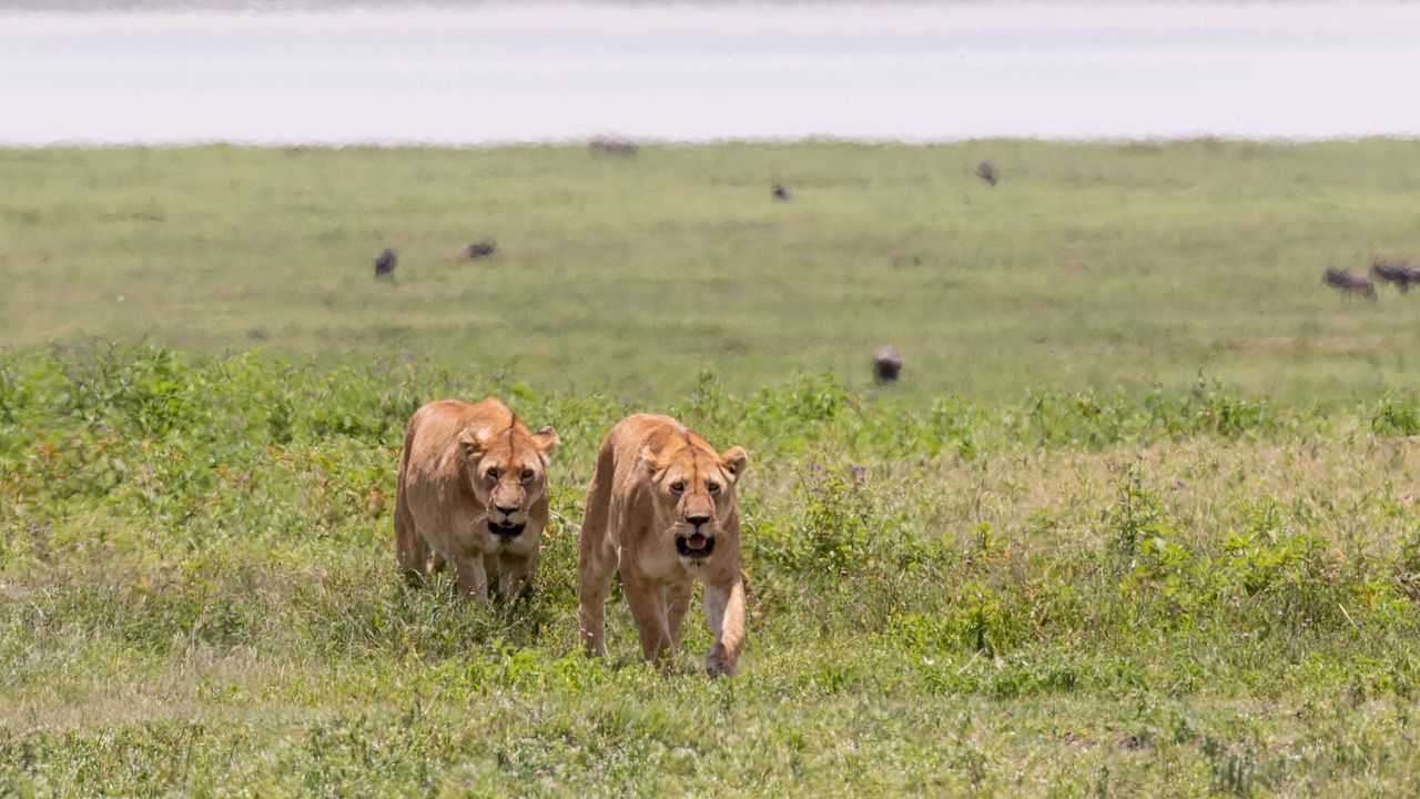 Wallpaper lionesses, predators, big cat, grass