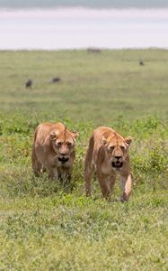 Preview wallpaper lionesses, predators, big cat, grass