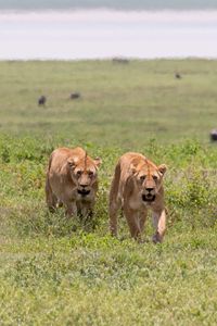 Preview wallpaper lionesses, predators, big cat, grass