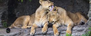 Preview wallpaper lionesses, predators, big cats, animals