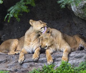 Preview wallpaper lionesses, predators, big cats, animals