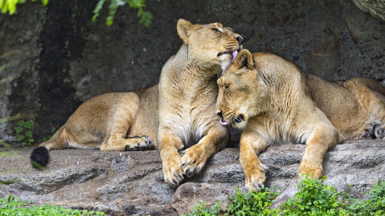 Wallpaper lionesses, predators, big cats, animals, stone