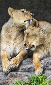 Preview wallpaper lionesses, predators, big cats, animals, stone