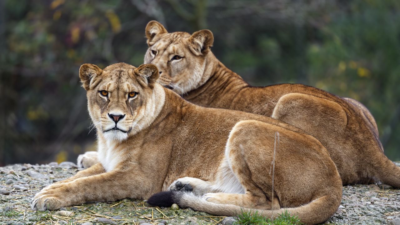 Wallpaper lionesses, predators, big cats, animals, blur