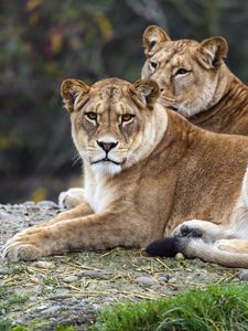 Preview wallpaper lionesses, predators, big cats, animals, blur