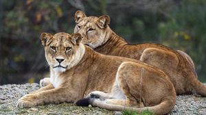 Preview wallpaper lionesses, predators, big cats, animals, blur