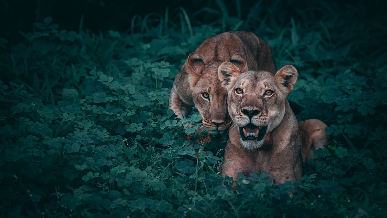 Wallpaper lionesses, predators, grass