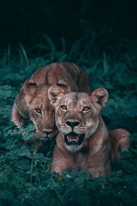 Preview wallpaper lionesses, predators, grass