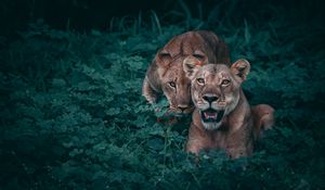 Preview wallpaper lionesses, predators, grass