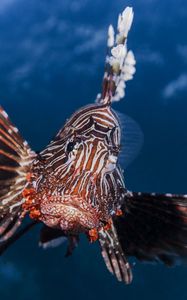 Preview wallpaper lionfish, striped lionfish, zebra fish, broadbarred firefish