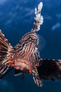 Preview wallpaper lionfish, striped lionfish, zebra fish, broadbarred firefish