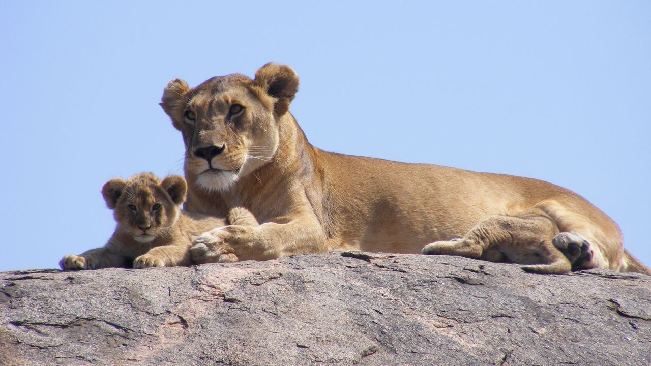 Wallpaper lions, africa, safari, cub