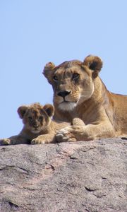 Preview wallpaper lions, africa, safari, cub