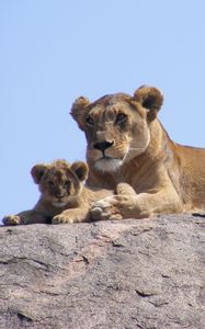 Preview wallpaper lions, africa, safari, cub