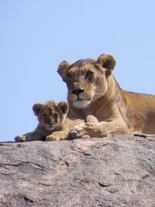 Preview wallpaper lions, africa, safari, cub