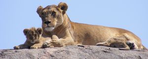 Preview wallpaper lions, africa, safari, cub