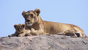 Preview wallpaper lions, africa, safari, cub