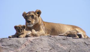 Preview wallpaper lions, africa, safari, cub