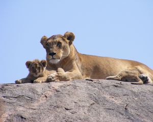 Preview wallpaper lions, africa, safari, cub