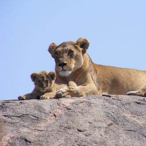 Preview wallpaper lions, africa, safari, cub