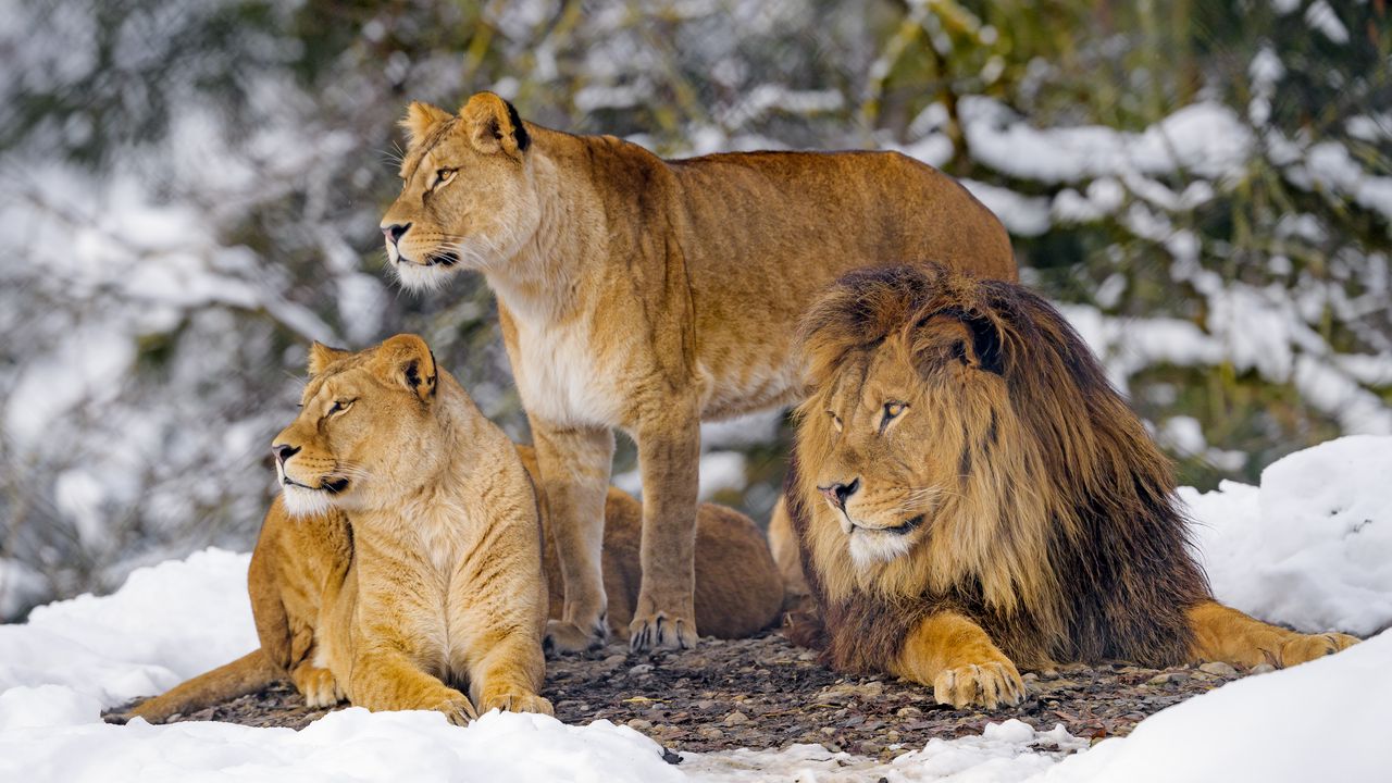 Wallpaper lions, animals, predators, wildlife