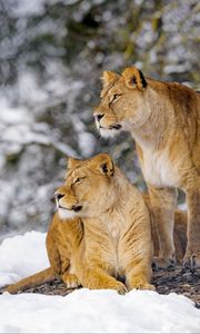 Preview wallpaper lions, animals, predators, wildlife