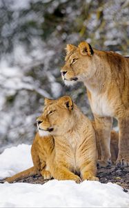 Preview wallpaper lions, animals, predators, wildlife