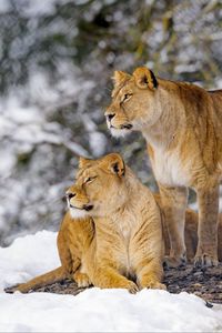 Preview wallpaper lions, animals, predators, wildlife