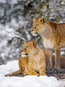 Preview wallpaper lions, animals, predators, wildlife