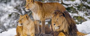 Preview wallpaper lions, animals, predators, wildlife