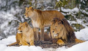 Preview wallpaper lions, animals, predators, wildlife