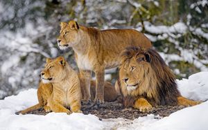 Preview wallpaper lions, animals, predators, wildlife