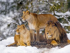 Preview wallpaper lions, animals, predators, wildlife