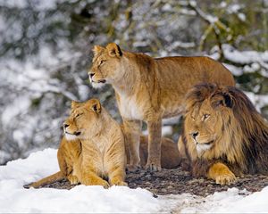 Preview wallpaper lions, animals, predators, wildlife