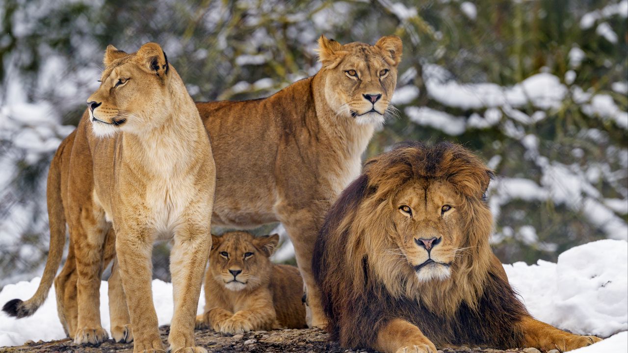 Wallpaper lions, animals, predators, brown, wildlife