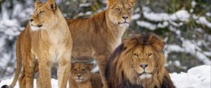 Preview wallpaper lions, animals, predators, brown, wildlife