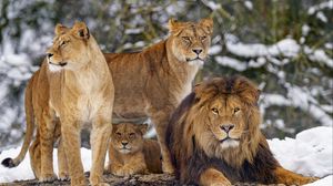 Preview wallpaper lions, animals, predators, brown, wildlife
