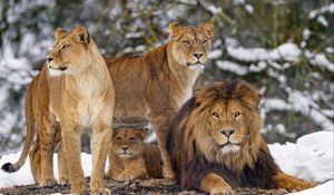 Preview wallpaper lions, animals, predators, brown, wildlife