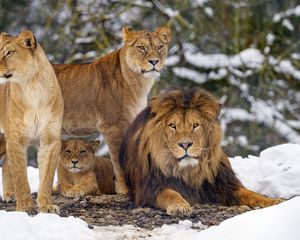 Preview wallpaper lions, animals, predators, brown, wildlife