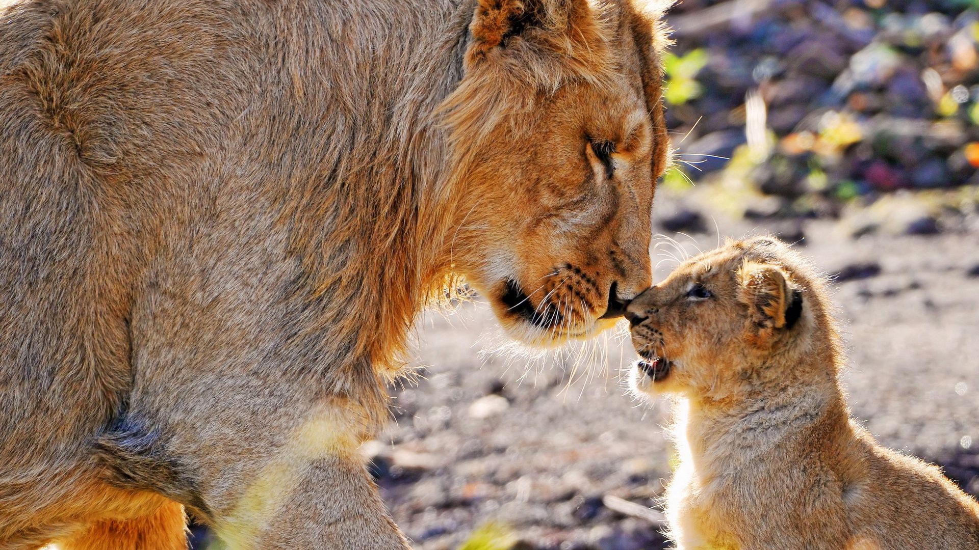Download wallpaper 1920x1080 lions, couple, baby full hd, hdtv, fhd, 1080p  hd background