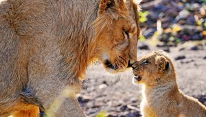 Preview wallpaper lions, couple, baby