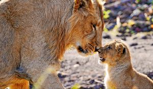 Preview wallpaper lions, couple, baby