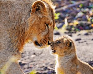 Preview wallpaper lions, couple, baby