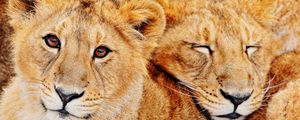 Preview wallpaper lions, couple, embrace, family