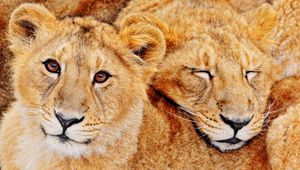 Preview wallpaper lions, couple, embrace, family