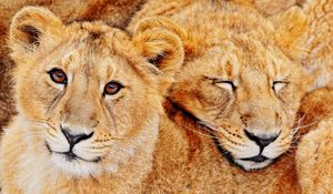 Preview wallpaper lions, couple, embrace, family